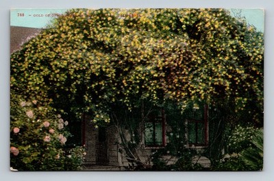 Vintage Postcard Gold of Ophir Roses as They Grow In California CA