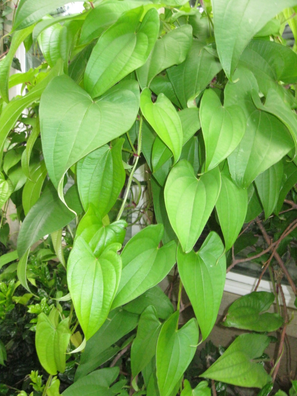 2 Pounds Name Root Tuber Costa Rican Guinea yam vegetable edible potato