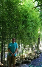 BAMBOO PLANT: INSTANT PRIVACY 50 BAMBOO PLANTS 15' TALL -FENCE 1/2off WHOLESALE
