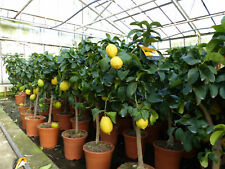Echter Zitronenbaum 70-100cm Zitruspflanze