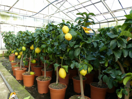 echter Zitronenbaum 70 - 100cm Zitrone Citrus Limon Zitruspflanze Lemon - Bild 1 von 9