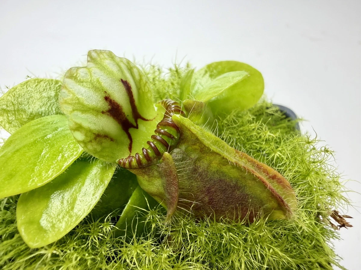 Cephalotus Carnivorous Plants for sale - eBay