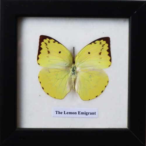 Real Lemon Emigrant butterfly Taxidermy in Wooden Frame Wall Decor eBay