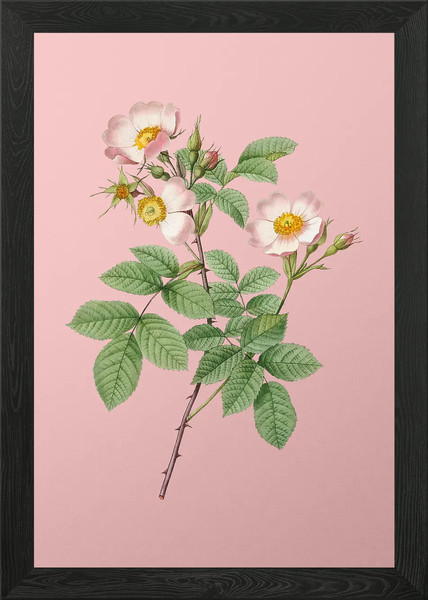 Póster de arte de pared estilo corto con marco de rosa de campo lienzo impresión cuadro