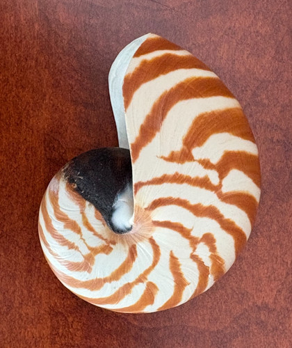 Perfect Nautilus pompilius 3" seashell