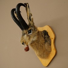 Kozioł królika Fajka Hasenwolpi Wąż gamsowy Zając Kozioł Wolpertinger Preparat #141