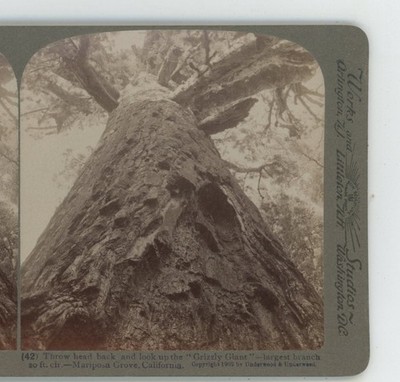 Look Up Grisly Giant Mariposa Grove California CA USA Underwood Stereoview
