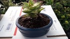 Aloe Plant Live Rare Zanzibarica Easy To Grow Indoor Potted In 4.5" Ceramic Pot
