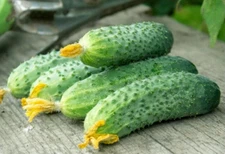 20 - Cucumber Seeds - Fresh Quality Premium 2025 - Wisconsin 58 - A 88