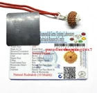 10 Mukhi Rudraksha / Ten Face Rudraksh Java Bead Lab Certified Size 14-16 MM
