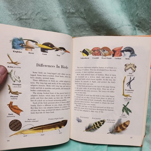 Vintage BIRDS OF THE WORLD 1958 printing Golden Library of Knowledge hard cover - Picture 6 of 14