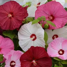 Hibiscus Luna Mix 4” Seedling – Stunning White Blooms |