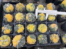 Seedgrown variegated Astrophytum asterias 4-6...
