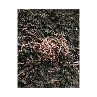 200 RED WIGGLER COMPOSTING WORMS