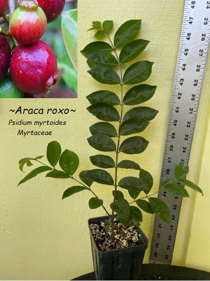 ~Araca Roxa~ PURPLE FOREST GUAVA Fruit Tree Psidium myrtoides Potd Plant - Image 2 of 4