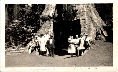 1920s Family Photo at Giant Sequoia Tree Base w/ 11 Identified Relatives