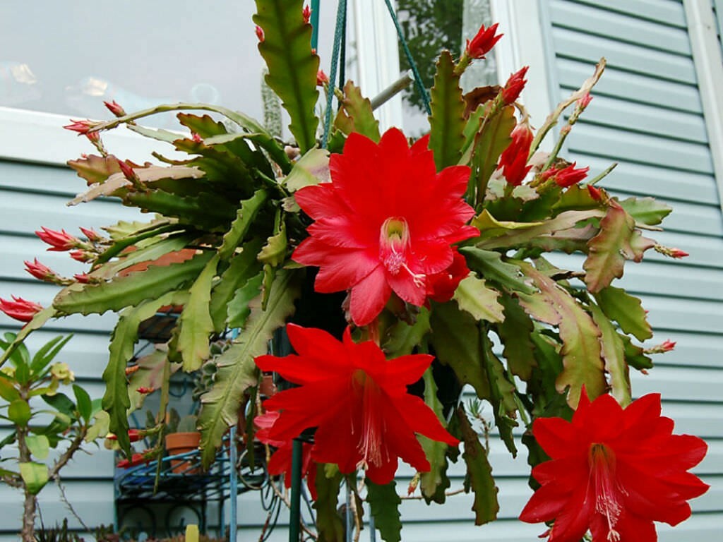 Epiphyllum Red. Disocactus ackermannii (Red Orchid Cactus 1 x Fresh  Cuttings. | eBay