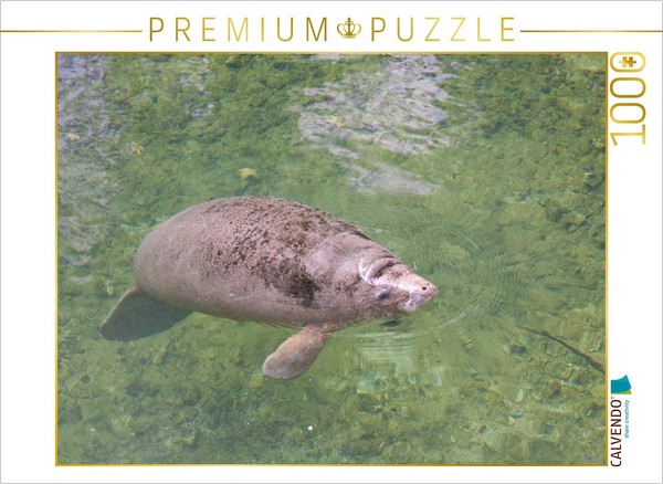Calvendo Puzzle Caribbean Manatee | 1000 Pieces, Finished Size 25.2 × 18.9 In (6-image