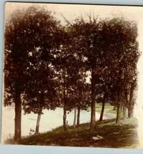 Vintage 1900's Colorized RPPC Postcard - Trees on the Lakefront - Beautiful