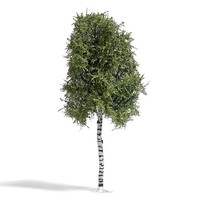 Busch 3782 Birke 170 Mm, Sommer H0
