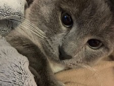 Árbol Rascador Gato. Fabricado España 2 Pisos