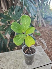 Fiddle Leaf Fiddleleaf Fig  Ficus Lyrata Live Plant 3,5" Pot