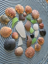 Seashells And Sea Glass Genuine Beach Lot