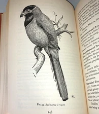 vintage Birds of Malaysia Jean Delacour 1st edition 1947 HC book exotic travel