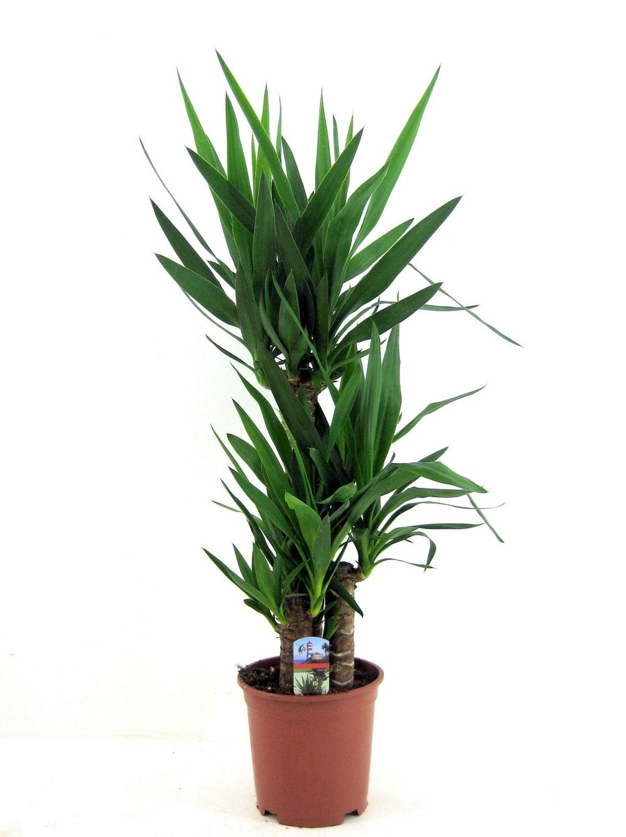 asche dünger thuja Thuja Dünger main image 1