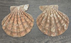 Lion's Paw Scallop shell pair 4.5" Nodipecten subnodosus 