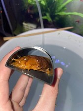 Aquarium Pleco and Fish Cave With Removable Back