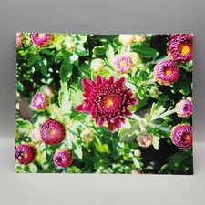 Richard Kibbe Studio Floral Macro Color Photo Print 8x10 Purple Aster Wall Art