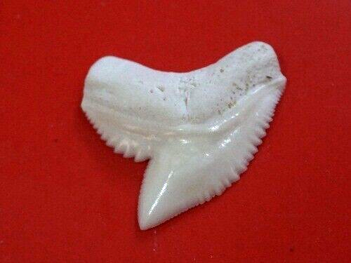 TIGER SHARK  teeth 33 mm...or  1.29 inches  'GEM QUALITY BIGGEST on EBAY - Afbeelding 1 van 9