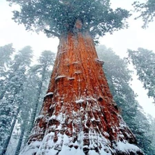California Coast Redwood Seeds Giant Sequoia Bonsai "TALLEST TREE in the WORLD!"