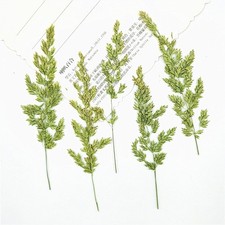 12PCS Real Pressed Dried Grass, Green Grass for art Craft FJN10