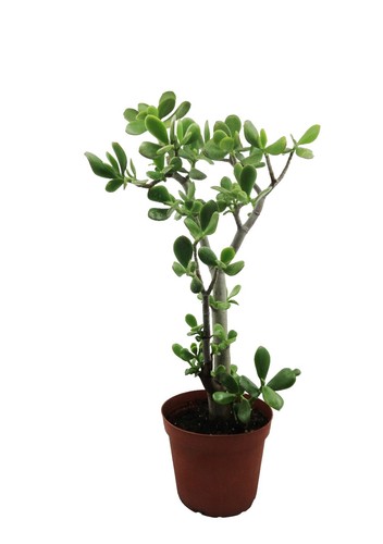 Crassula ovata Variegated 'ET's Fingers' Jade Succulent Plant In 4 Pot |  eBay