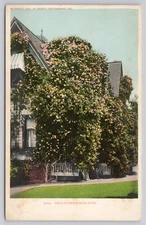 Postcard Gold of Ophir Rose Bush, Detroit Publishing A7586
