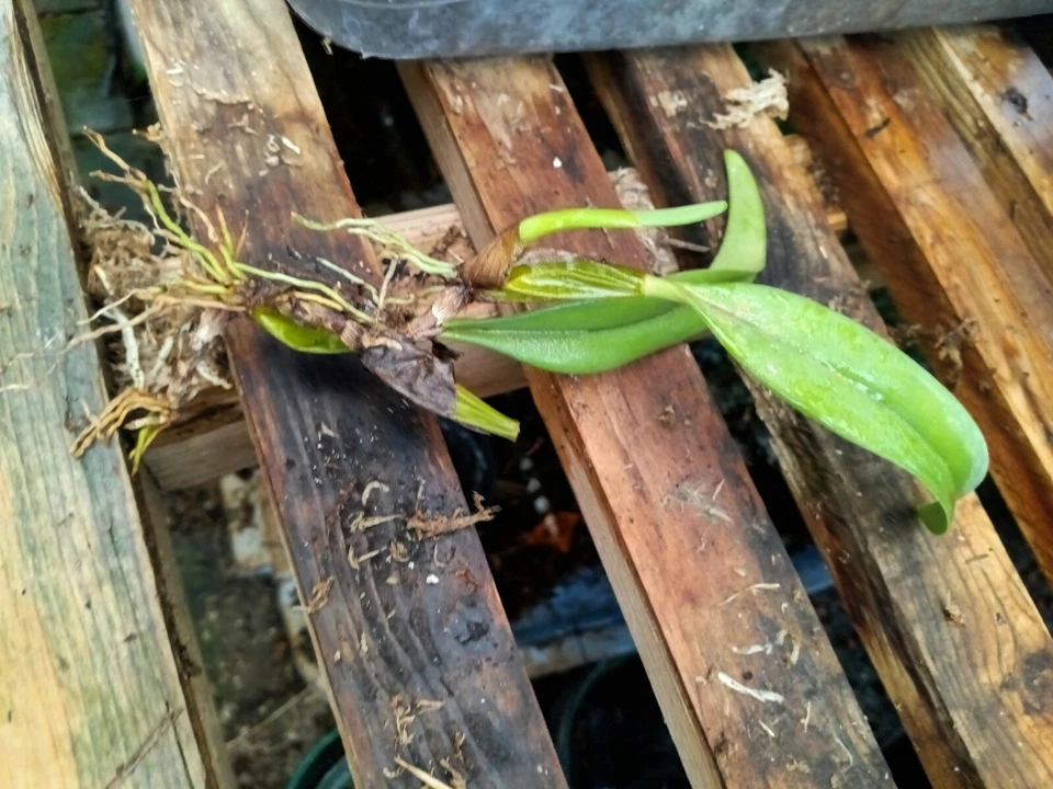 BULBOPHYLLUM  rothschildianum 'RED CHEMMEY' - Image 3 of 4