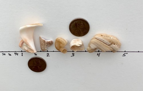 DREAM natural shell fragment letters beach seashells craft art word surf tumbled - Imagen 8 de 12