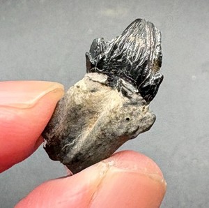 2cm Squalodon Tooth Fossil Collectible Found In South Carolina