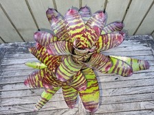 Neoregelia 'High Voltage' rare bromeliad 6''pot