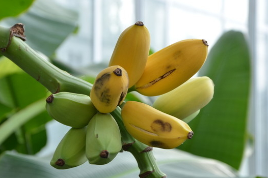 Musa Dwarf King Banana Tropical Fruit Trees | eBay