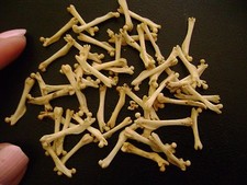 50 little LEG BONES rat femur for JEWELRY earrings TAXIDERMY LOT halloween craft