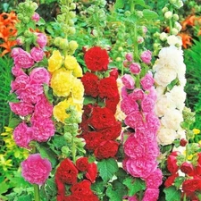 400+ HOLLYHOCK MIX SEEDS --- HUGE FLOWERS --- COLORFUL --- BEES BUTTERFLIES