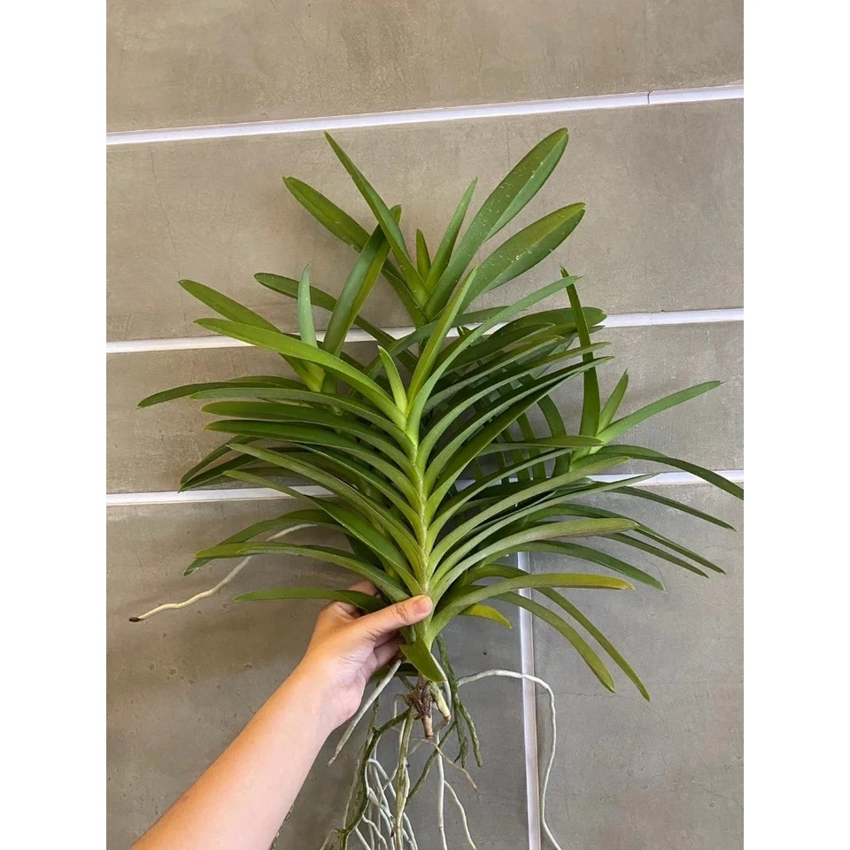 3 Ramas Mokara Christin Blanco ORCHIDACEAE Punto Blanco Color Púrpura Foto 4 de 4