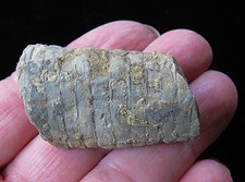 Cephalopod Fossil-1 5/8"-Cameroceras inaequabile- Ordovician- Cincinnati, Ohio