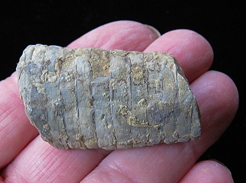 Cephalopod Fossil-1 5/8"-Cameroceras inaequabile- Ordovician- Cincinnati, Ohio