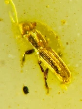 Fossil amber Insect burmite Burmese Cretaceous Weird Beetle Insect Myanmar