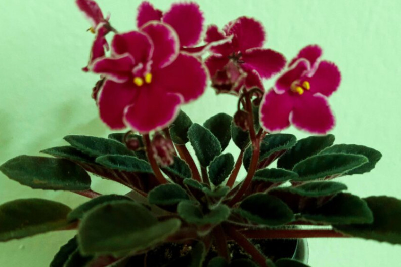 African Violet Plant ~ Hunter's Taste of Her Kiss ~ Semi