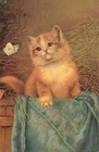 Cat and Butterfly Illustrated Card (1016)